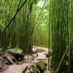 Bamboo Forest